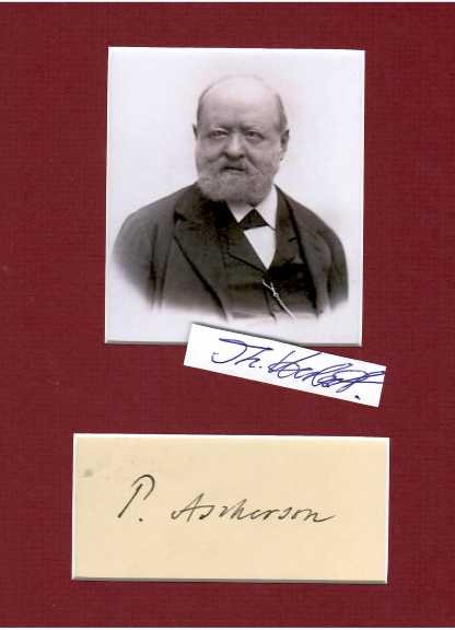 PAUL ASCHERSON (1834-1913) Professor Dr., deutscher Botaniker, Historiker, Ethnograph und Sprachforscher. Sein offizielles botanisches Autorenkürzel lautet „Asch.“; früher war auch das Kürzel „Aschers.“ in Gebrauch. Er bestieg als erster den höchsten Berg Dalmatiens, den Orjen. 1873–74 begleitete er Gerhard Rohlfs auf der Expedition in die Libysche Wüste. Nach 1876 führte er weitere Expeditionen nach Afrika durch und veröffentlichte grundlegende Werke über die Flora Afrikas und anderer Länder. In den 1890er Jahren botanisierte Ascherson unter anderem im Jerichower Land und im Vorharzgebiet gemeinsam mit Paul Graebner (1871–1933), mit dem er auch seine grundlegenden Werke über die mitteleuropäische Flora herausgab.