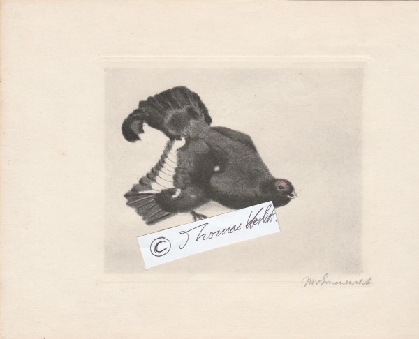 KURT MEYER-EBERHARDT (1895-1977) deutscher Maler, Grafiker, Illustrator der realistischen Münchner Schule, Tiermaler