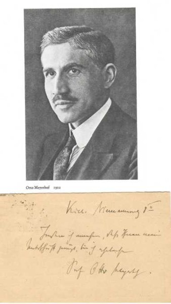OTTO MEYERHOF (1884-1951) deutsch-amerikanischer Biochemiker, der 1922 gemeinsam mit Archibald Vivian Hill für seine Forschungen über den Stoffwechsel im Muskel den Nobelpreis für Medizin erhielt. Im Besonderen würdigte das Stockholmer Nobelkomitee Meyerhof für seine Entdeckung des Verhältnisses zwischen Sauerstoffverbrauch und Milchsäureproduktion im Muskel