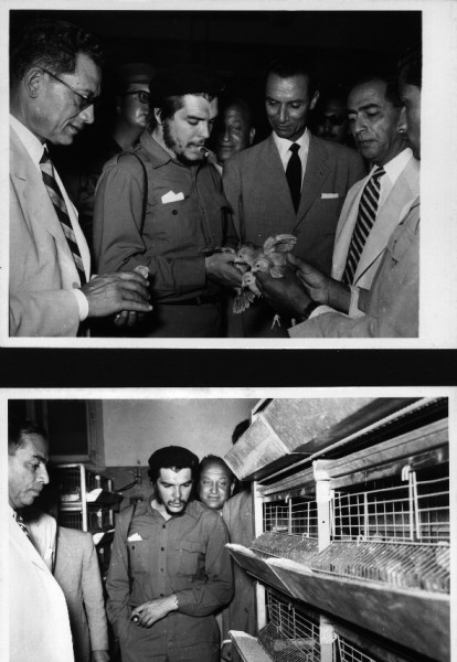 ERNESTO GUEVARA "Che Guevara" (1928-67) Arzt , dann legendärer Guerillaführer in Kuba